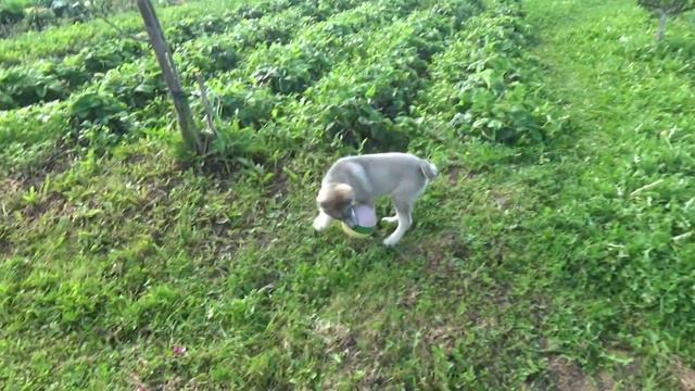 Серый футболист!!! смотреть онлайн