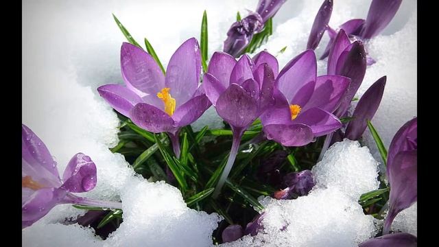 Самые первые весенние цветы в саду смотреть онлайн