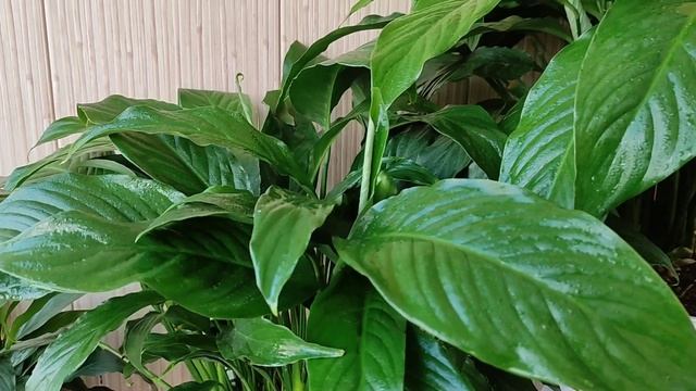 Срочно в Марте Внесите Эти Удобрения для Спатифиллума смотреть онлайн