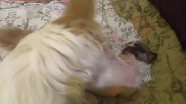 чихуахуа СИМФЕРОПОЛЬ Кастропуло Крым продам щенков,резерв, купить ми-ми-ми ушастик