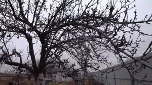 Обрезка старой груши со снижением кроны