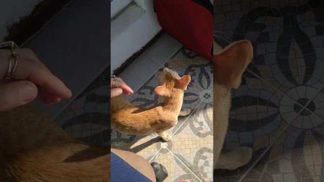 В квартирных карцерных клетках, прогулка на лоджию и обратно. смотреть онлайн