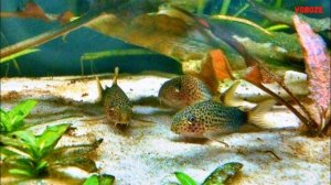 Аквариумный сомик Коридорас Симилис Содержаие Разведение и Совместимость Коридораса Симилиса