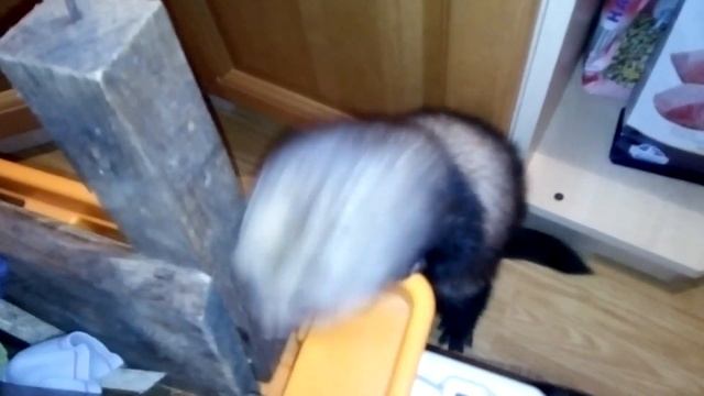 Хорек кусается!Что делать!? смотреть онлайн
