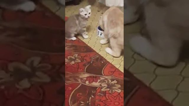 Котёнок забирает миску у кошки. смотреть онлайн