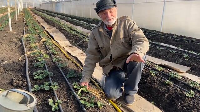 Как правильно выращивать клубнику Часть 1 смотреть онлайн