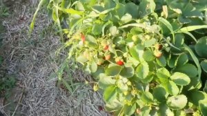 60/20 Клубника Мурано. Сорт НСД Мурано. Мурано в Августе 2020.