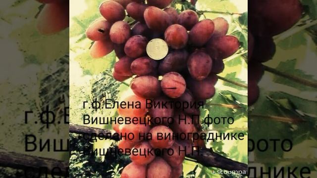 Виноград Вишневецкого Н.П. г.ф.Елена Виктория 2017р.