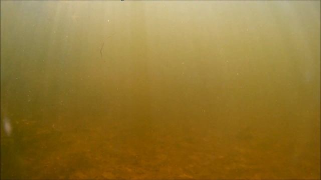 Подводная охота, сентябрь , щука 9кг.