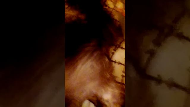 Прикол про чипа (издевательство над собакой) смотреть онлайн