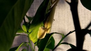 Как рожает богомол