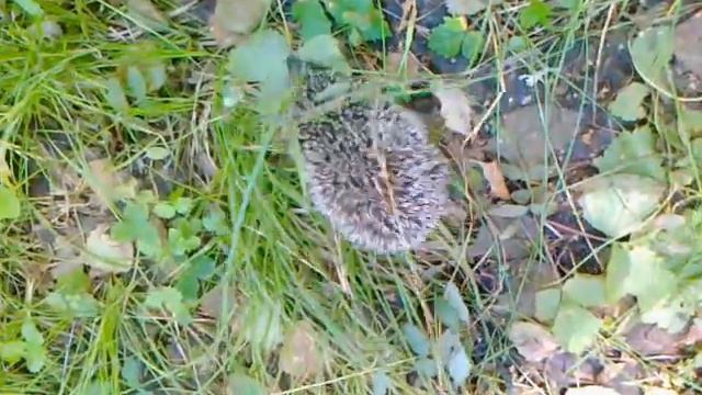 Ёжик под музыку смотреть онлайн