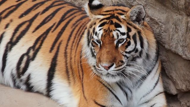 Yanına ASLA Yaklaşmak İstemeyeceğiniz 12 VAHŞİ Hayvan. - ACIMASIZ Hayvanlar смотреть онлайн