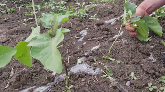 Пасынкование Баклажана Алмаз в открытом грунте. Дуги из стеклопластика. смотреть онлайн