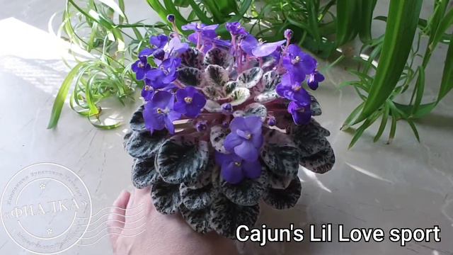 Миниатюрный сорт Cajun's Lil Love sport смотреть онлайн