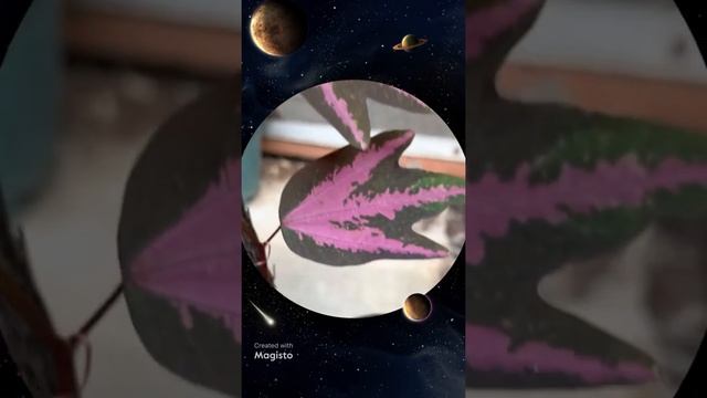 Passiflora trifasciata | Rare Plant | Lilies of the Field PH #shorts смотреть онлайн