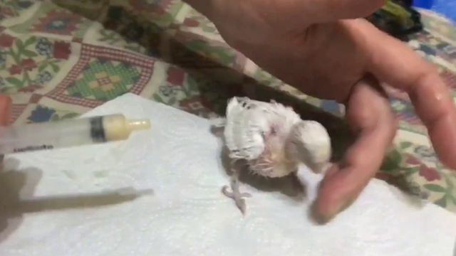 Птенец волнистого попугая. Его кормление. смотреть онлайн