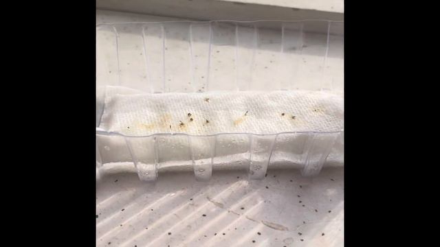 Lisianthus Germinating Experiment смотреть онлайн