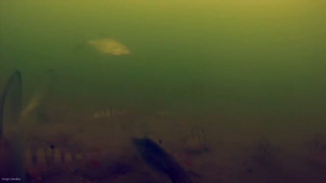 Зимняя рыбалка, Подводные съёмки видео №1