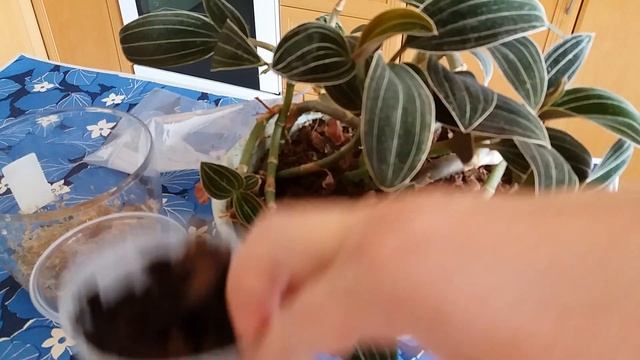 Орхидея Лудизия(Ludisia).Размножение.