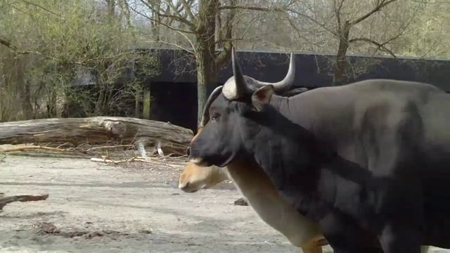 Banteng Bull and Cow - Tierpark Hellabrunn - Munich Zoo смотреть онлайн