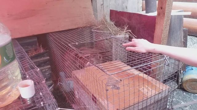 ушной клещ, лечу йодом смотреть онлайн