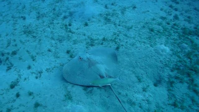 Orangespotted trevally and Honeycomb stingray, Оранжевопятнистая кавалла и Кольчатый хвостокол смотреть онлайн