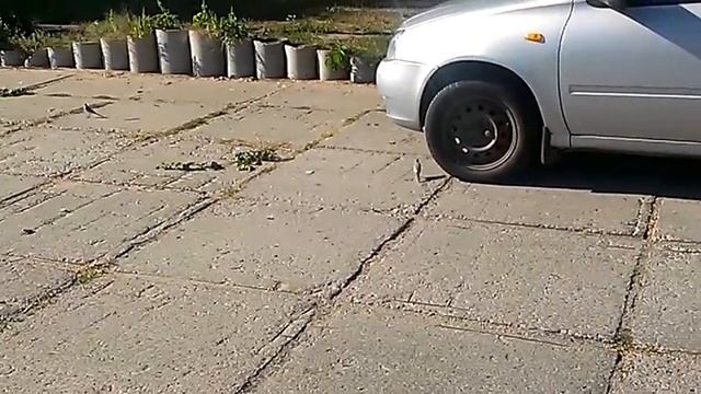 Трясогузку встретили в городе! смотреть онлайн