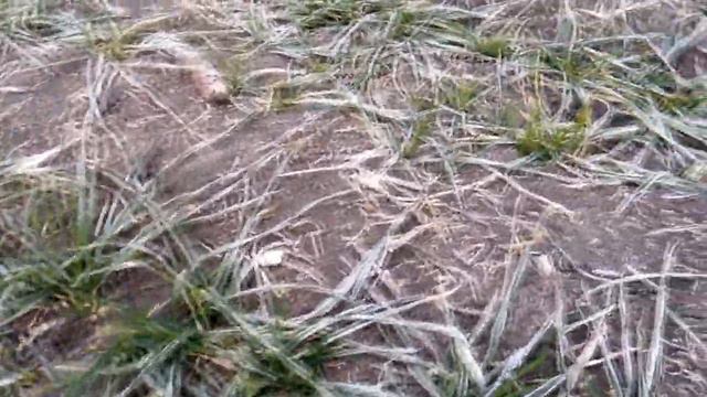 Состояние посевов озимой пшеницы 07.02.2021 смотреть онлайн