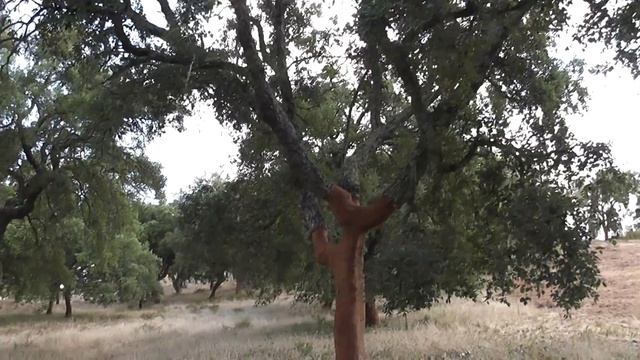 Дубовая роща Португалия смотреть онлайн