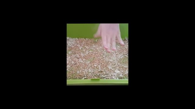Как чистить клетку и ухаживать за морской свинкой. смотреть онлайн
