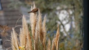 К чему найти ПЕРО ПТИЦЫ. Народные приметы и поверья.