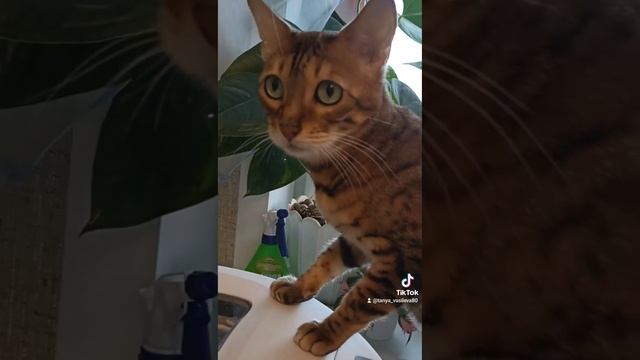 бенгал и тесто