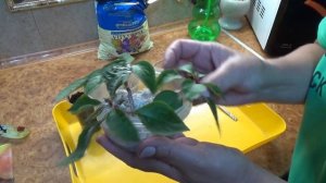 Бальзамин размножение черенками летом  Шаг за шагом