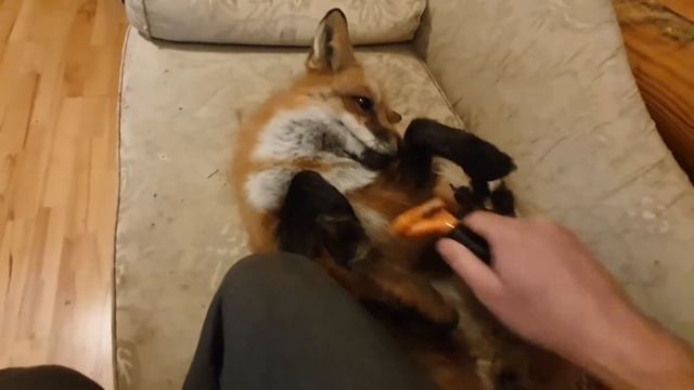 Домашняя лиса.Лиса как кот.Крутое домашнее животное.