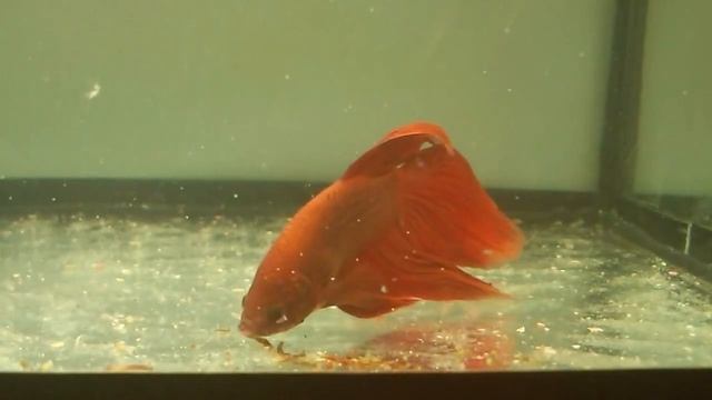 Кормление Аквариумной рыбки Петушок Мороженый мотыль Aqua Blog смотреть онлайн