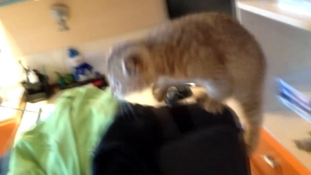 Смешная шотландская вислоухая кошка смотреть онлайн