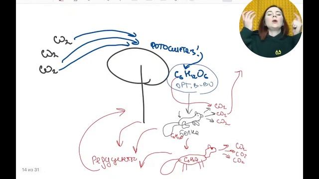 Усложнения на ЕГЭ 2020 по экологии | БИОЛОГИЯ ЕГЭ | Лина Клевер смотреть онлайн