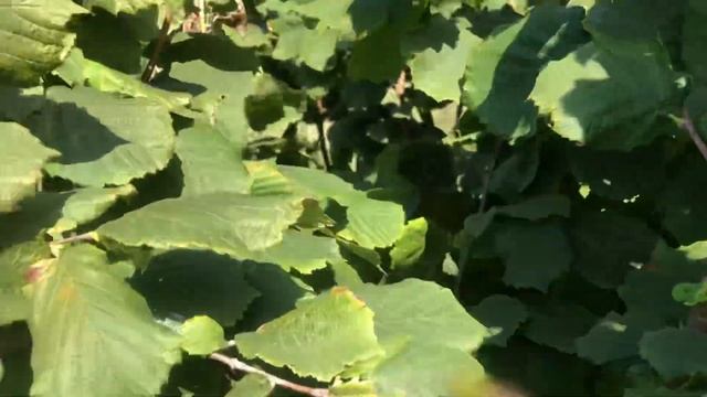 Фундук медвежий фундук Трапезунд мое мнение по развитию