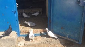 Голуби Баку . 01.04.2022 #ГолубиБаку