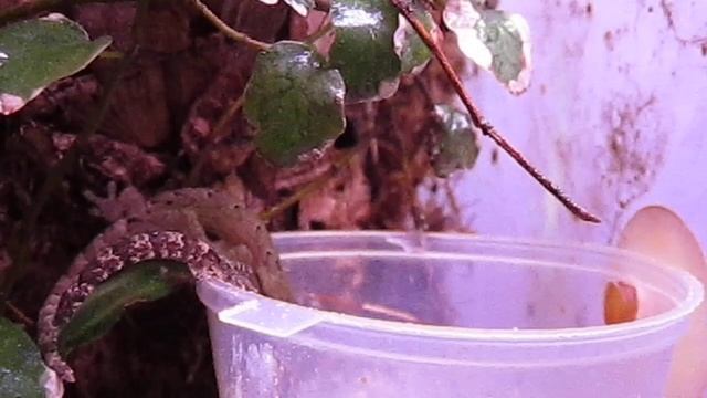 Кормление гекконов Lepidodactylus lugubris (Mourning geckos feeding) смотреть онлайн