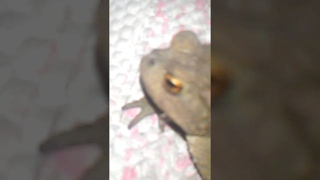 лягушка путешественница :3 смотреть онлайн