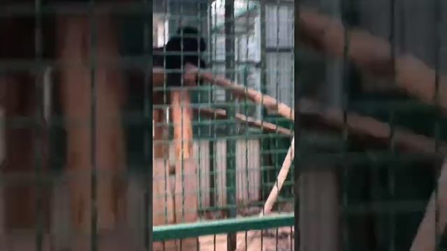 Гипард, леопард, пумма. Как живут в зоопарках животные. У Харківський зоопарк привезли жирафу. смотреть онлайн