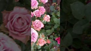 Монмартр- срезочная роза.хорошо держит волгоградскую жару ,но немного  плохо зимует иногда...