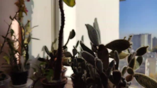 18.10.18г. Цветочные новости. смотреть онлайн