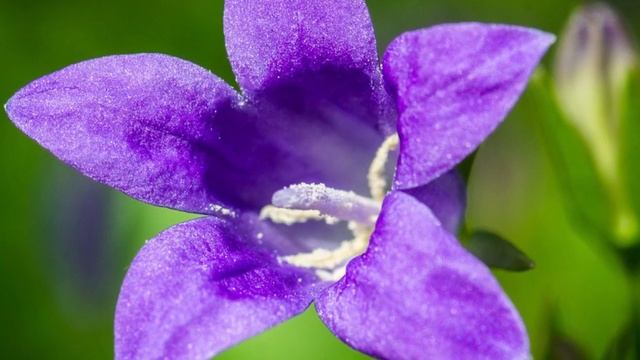 Расслабляющая музыка для души. Лесные колокольчики смотреть онлайн