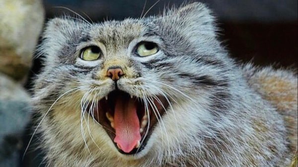ПРИКОЛЫ:МАНУЛ!!!/FUNNY MANUL/СМЕШНЫЕ МАНУЛЫ/CUTE MANUL/СМЕШНЫЕ КОТЫ-ПРИКОЛЫ С ЖИВОТНЫМИ/FUNNY CATS