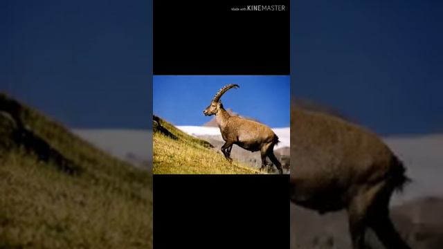 Райхан Шүкүрбеков "Тоо эчки" смотреть онлайн