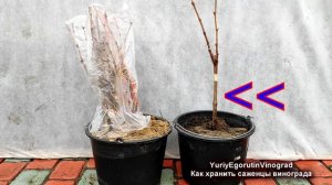 ? Как ХРАНИТЬ САЖЕНЦЫ ВИНОГРАДА ЗИМОЙ если не успели высадить на постоянное место осенью?