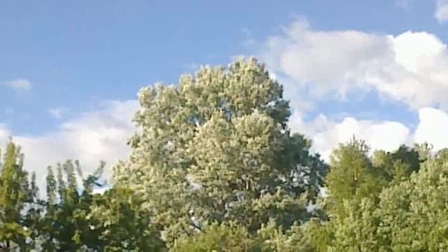 White Poplar /Белый Тополь смотреть онлайн